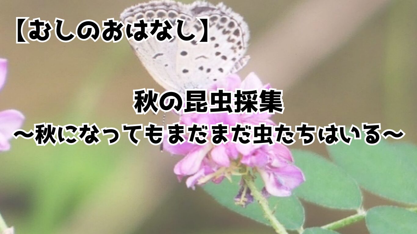 秋の昆虫採集～秋になってもまだまだ虫たちはいる～